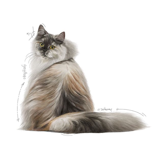 Royal Canin Hair & Skin Care Yetişkin Kedi Maması 2 Kg - Tüy ve Deri Sağlığı İçin Özel Formül