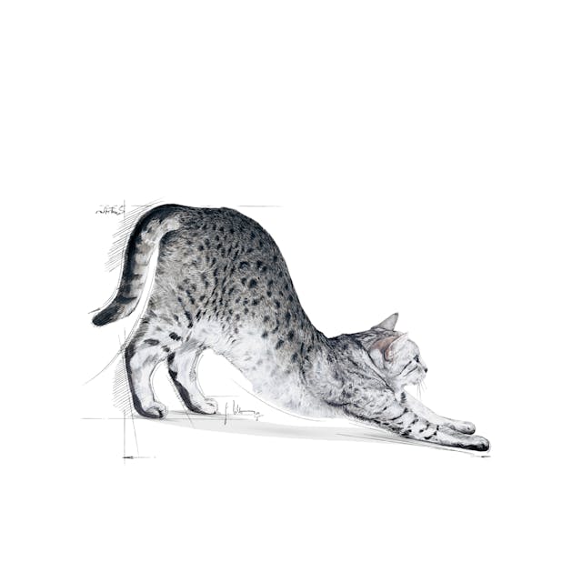 Royal Canin Indoor 27 Ev Kedileri İçin Yetişkin Kedi Maması 2 Kg Royal Canin Indoor 27 Ev Kedileri İçin Yetişkin Kedi Maması 2 Kg