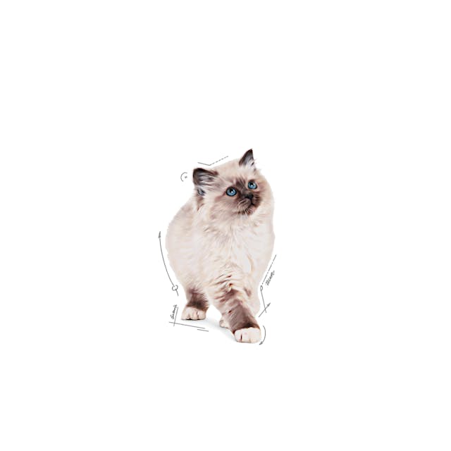Royal Canin Pouch Gravy Kitten Instinctive Yaş Yavru Kedi Maması 85 Gr