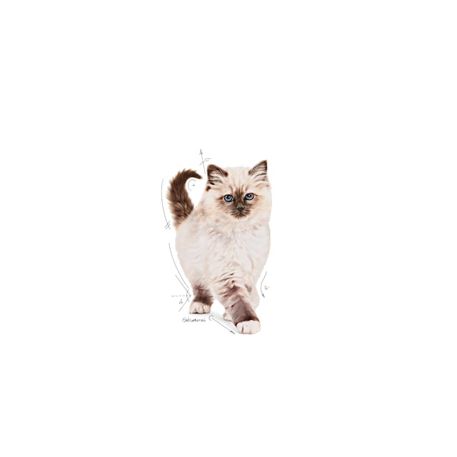 Royal Canin Kitten Yavru Kedi Maması 2 Kg Royal Canin Kitten Yavru Kedi Maması 2 Kg