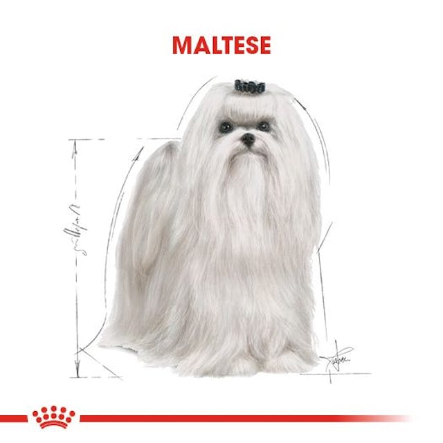 Royal Canin Maltese Adult Yetişkin Köpek Maması 1,5 Kg