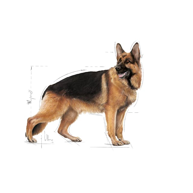 Royal Canin Maxi Adult Büyük Irk Yetişkin Köpek Maması 15 Kg