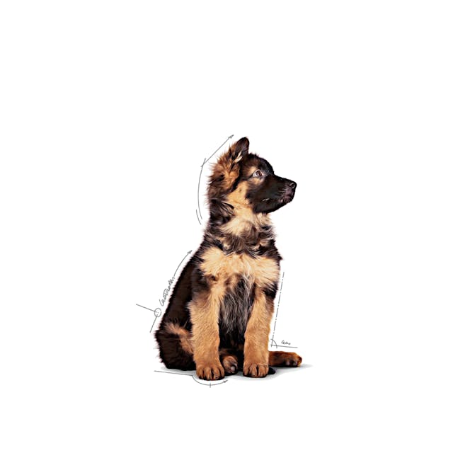 Royal Canin Maxi Puppy Büyük Irk Yavru Köpekler İçin Parça Etli Konserve Yaş Mama Pouch 140 Gr