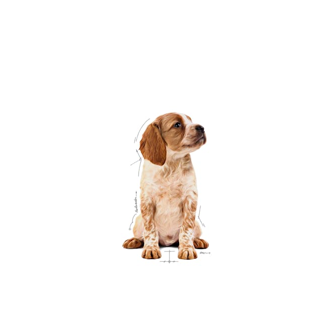Royal Canin Medium Puppy Orta Irk Yavru Köpekler İçin Parça Etli Konserve Yaş Mama Pouch 140 Gr