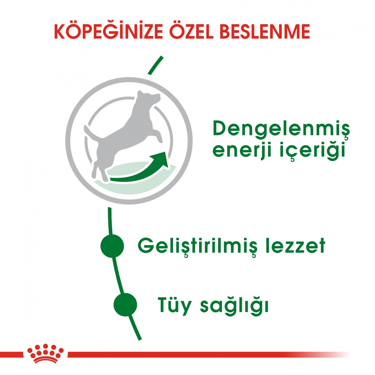 Royal Canin Mini Adult Küçük Irk Yetişkin Köpek Maması 2 Kg Royal Canin Mini Adult Küçük Irk Yetişkin Köpek Maması 2 Kg