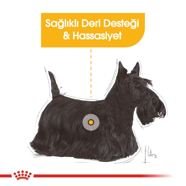 Royal Canin CCN Mini Dermacomfort Adult Küçük Irk Yetişkin Köpek Maması 3 Kg