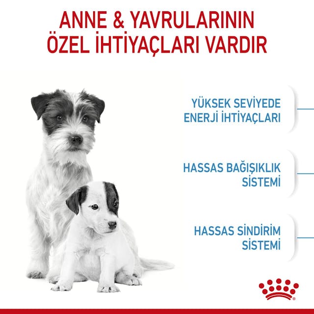 Royal Canin Mini Starter Mother&Babydog Küçük Irk Yavru Köpek Maması 4Kg Royal Canin Mini Starter Mother&Babydog Küçük Irk Yavru Köpek Maması 4Kg