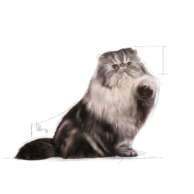 Royal Canin Persian Adult Yetişkin İran Kedi Maması 10 Kg