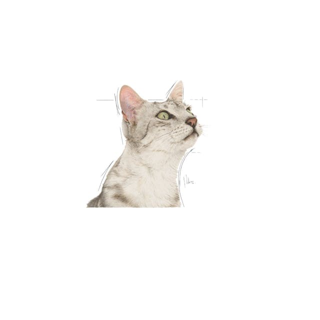Royal Canin Sensory Smell Pouch Kedi Konserve Yaş Maması 85 Gr