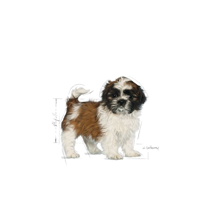 Royal Canin Shih Tzu Puppy Yavru Köpek Maması 1,5 Kg