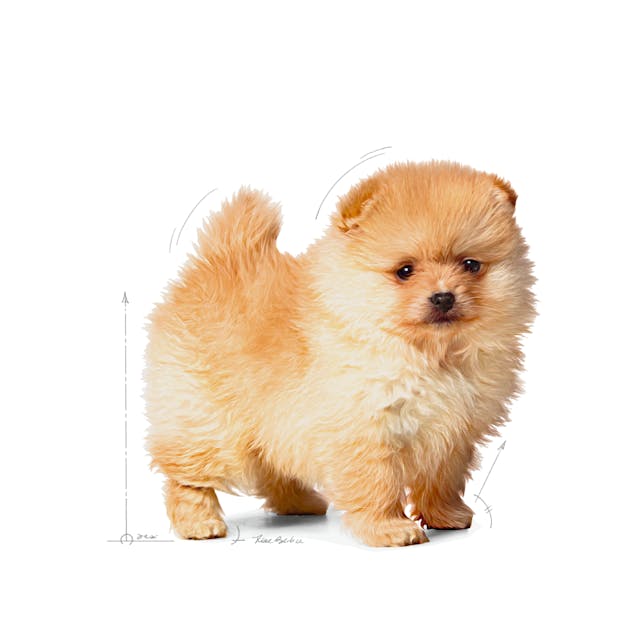 Royal Canin Mini Indoor Puppy Küçük Irk Yavru Köpek Maması 1,5 Kg