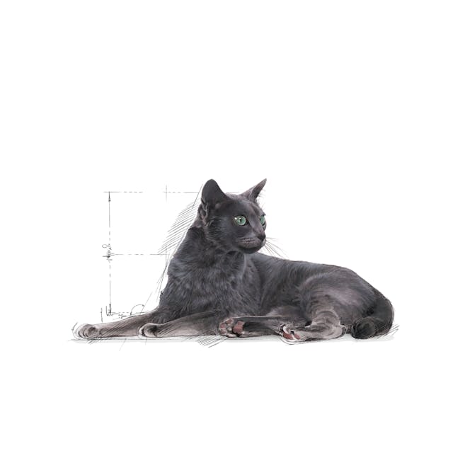 Royal Canin Sterilised 7+ Kısırlaştırılmış Yaşlı Kedi Maması 1,5 Kg Royal Canin Sterilised 7+ Kısırlaştırılmış Yaşlı Kedi Maması 1,5 Kg