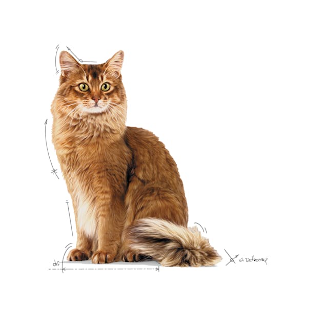 Royal Canin Gravy Ultra Light Pouch Diyet Yaş Kedi Maması Pouch 85 Gr