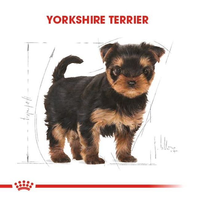 Royal Canin Yorkshire Terrier Puppy Yavru Köpek Maması 1,5 Kg Royal Canin Yorkshire Terrier Puppy Yavru Köpek Maması 1,5 Kg