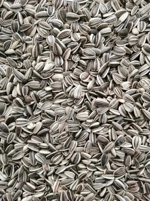Alaca Küçük Çekirdek-25 Kg
