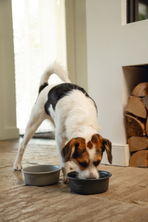 Beeztees DBL Köpek Mama Su Kabı, Mat Siyah Paslanmaz Çelik, 16cm, 940ml