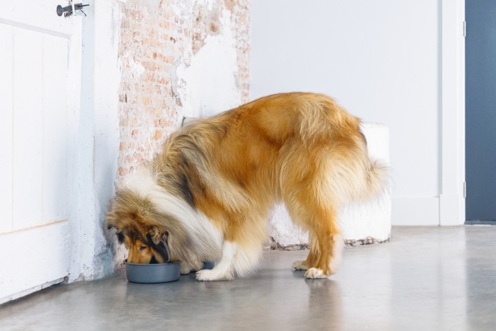 Beeztees DBL Köpek Mama Su Kabı, Mat Siyah Paslanmaz Çelik, 20cm, 1,9L