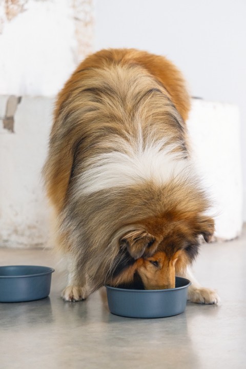 Beeztees DBL Köpek Mama Su Kabı, Mat Siyah Paslanmaz Çelik, 20cm, 1,9L