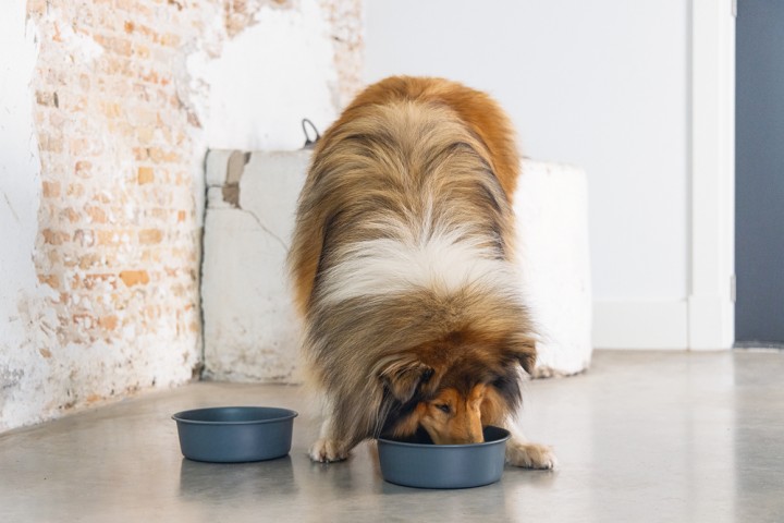 Beeztees DBL Köpek Mama Su Kabı, Mat Siyah Paslanmaz Çelik, 20cm, 1,9L