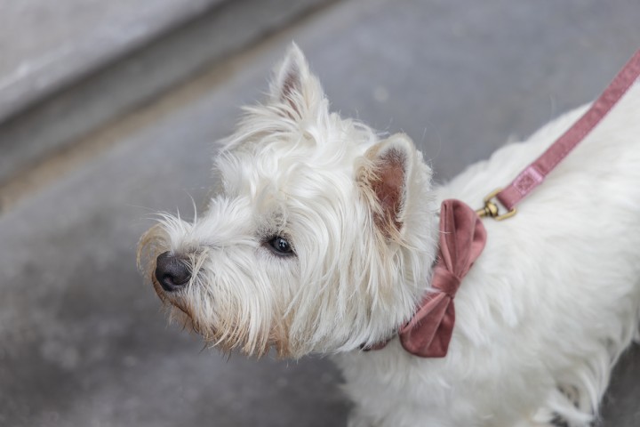 Beeztees DBL Köpek Papyonu, Kadife, Pembe, 9cm