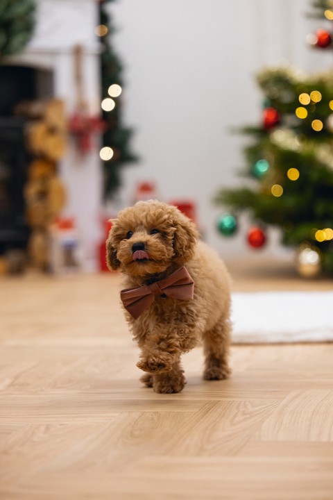Beeztees DBL Köpek Papyonu, Kadife, Pembe, 9cm