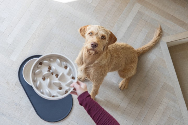 Beeztees DBL Köpek Yavaş Besleme Mama Kabı, Bambu, Bej, 21cm, 1430ml