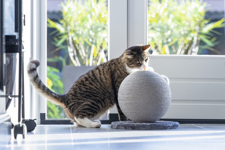 Karlıe Kedi Tırmalama Küresi Bolly Gri 30.5cm