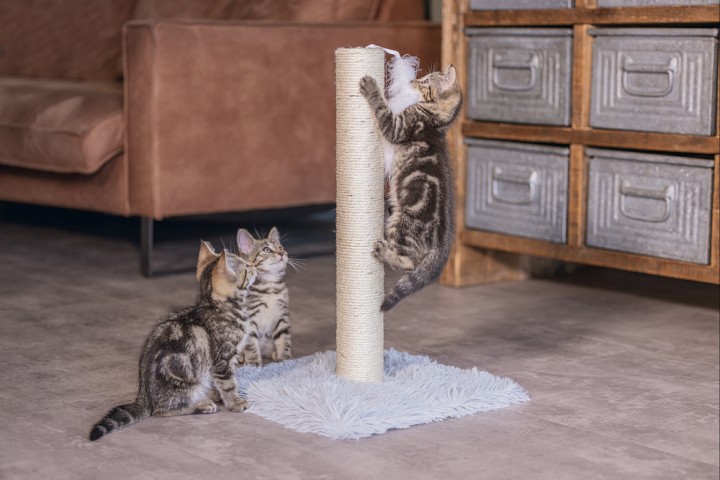 Beeztees Kedi Tırmalama ve Oyuncağı, Gri, 35x35x53cm