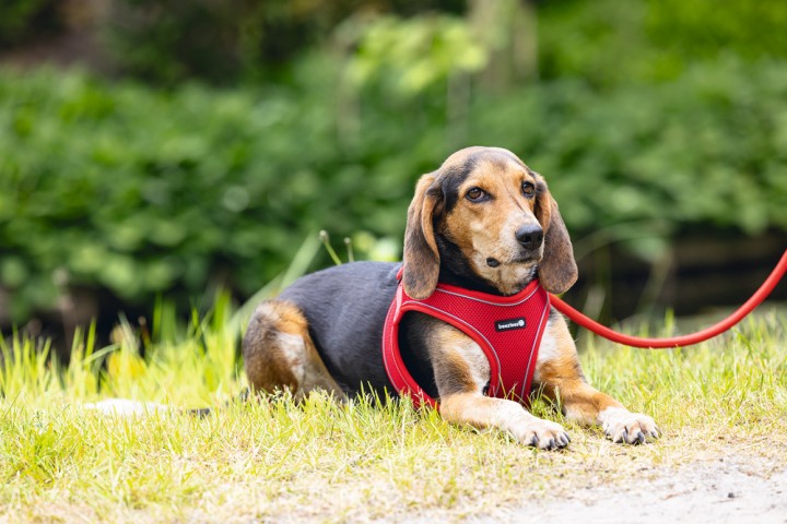 Beeztees Köpek Göğüs Tasması, Neopren, Kırmızı, M, 41-46cm