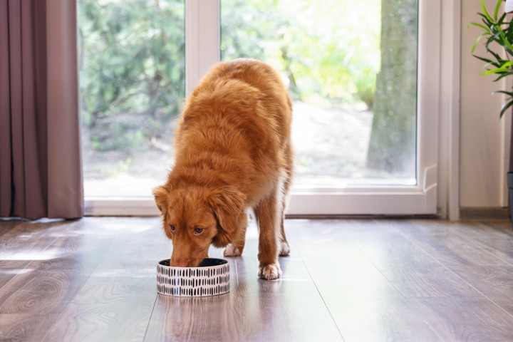 Beeztees Köpek Mama Su Kabı, Seramik, Yeşil Beyaz, 18cm, 1200ml