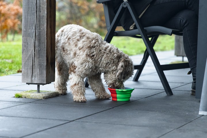 Beeztees Köpek Mama ve Su Kabı, Teleskopik, Yeşil, Silikon, 15,5cm, 750ml