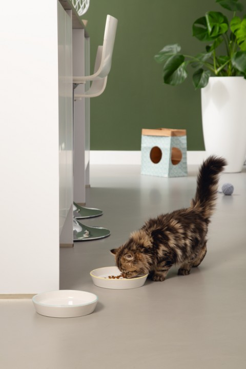 Beeztees Yavru Kedi Mama Su Kabı, Seramik, Gri Mint, 17,5cmx3,5cm