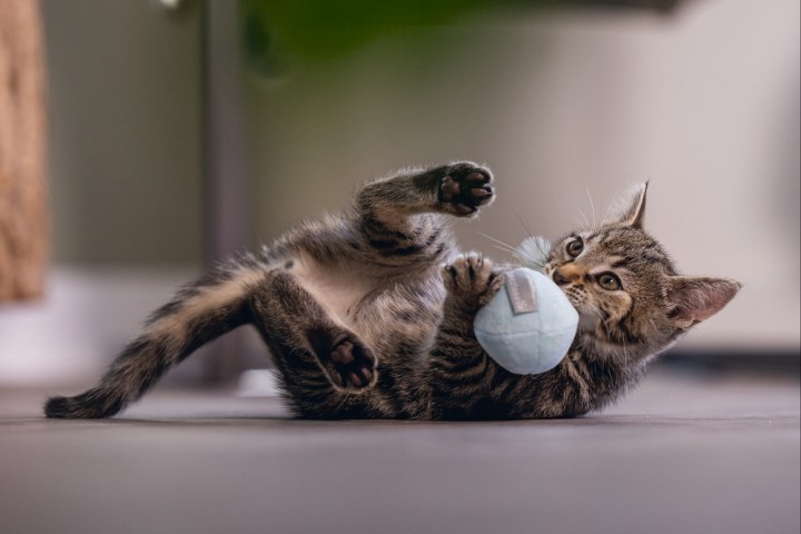 Beeztees Yavru Kedi Oyuncağı, Tüylü Peluş Top, 5cm