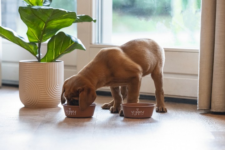 Beeztees Yavru Köpek Mama Su Kabı, Paslanmaz Çelik, Kaymaz Taban, Kiremit, 13cm, 470ml