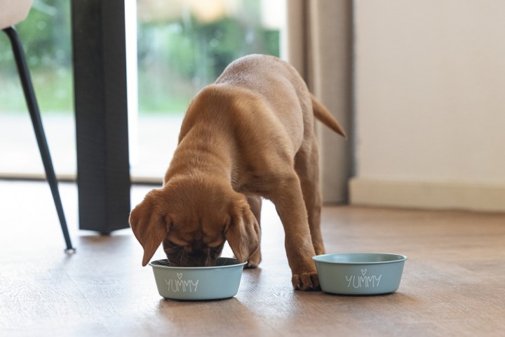 Beeztees Yavru Köpek Mama Su Kabı, Paslanmaz Çelik, Kaymaz Taban, Turkuaz, 13cm, 470ml