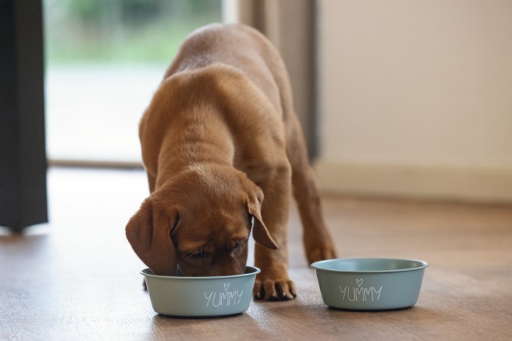 Beeztees Yavru Köpek Mama Su Kabı, Paslanmaz Çelik, Kaymaz Taban, Turkuaz, 13cm, 470ml