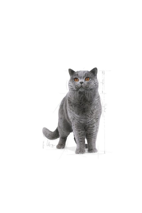 British Shorthair Adult Kedi Kuru Maması 2 Kg