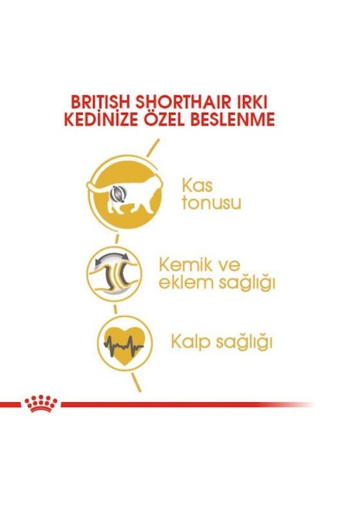 British Shorthair Adult Kedi Kuru Maması 2 Kg