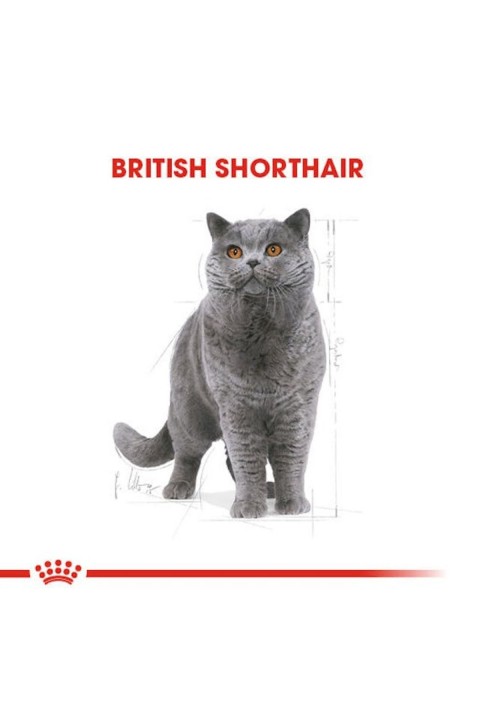 British Shorthair Adult Kedi Kuru Maması 2 Kg
