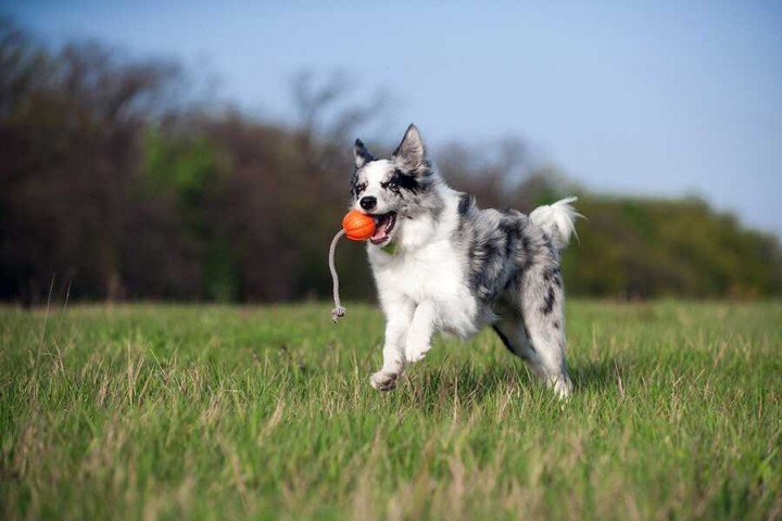 Collar Liker Cord 5 Ufak Irk ve Yavru Köpek Oyuncağı 5 Cm (6285)