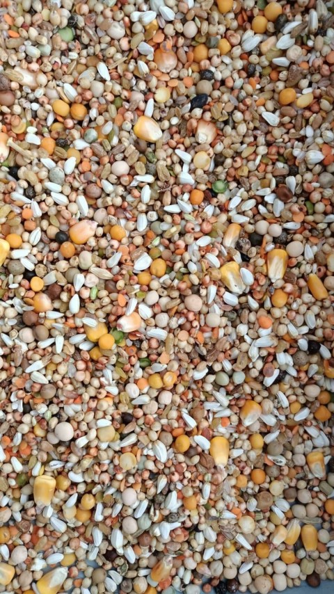 GÜVERCİN KARIŞIK YEM-25 KG