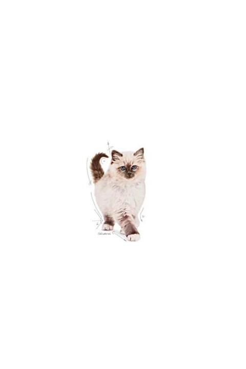 KITTEN- Yavru Kedi Maması- 4 KG