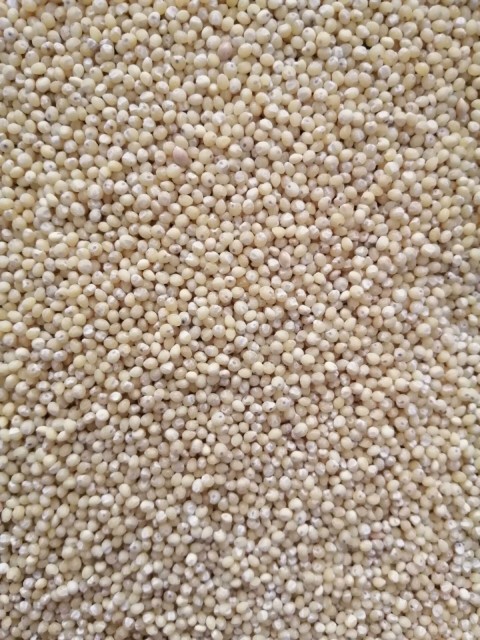 Kabuksuz Darı-10 Kg