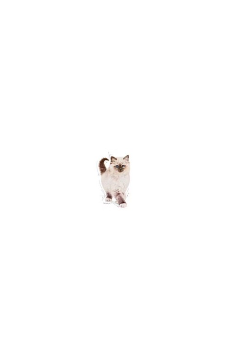 Kitten Yavru Kediler için Kuru Kedi Maması 2kg