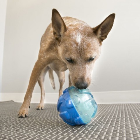 Kong Ödüllü Köpek Oyuncağı Rewards L 17cm