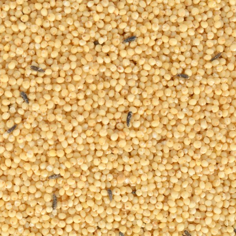 Quik Special Kabuksuz Kuş Yemi 400gr 8'li