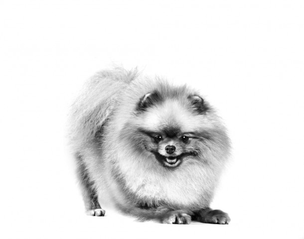 Royal Canin Pomeranian Adult Yetişkin Köpek Maması 3 Kg