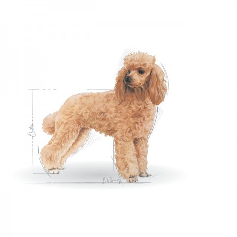 Royal Canin Poodle Adult Yetişkin Köpek Maması 3 Kg