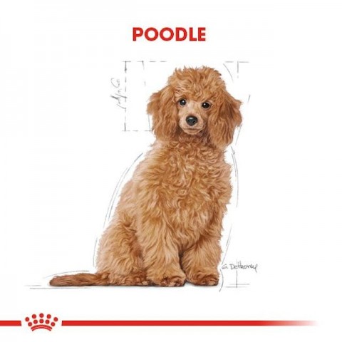 Royal Canın Bhn Poodle Puppy 3K