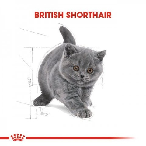 Royal Canin British Shorthair Yavru Kedi Maması - 2 Kg